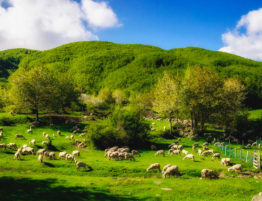 Cooperativa di comunità Valle dei Cavalieri